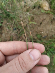 Eleocharis uniglumis