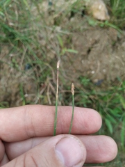 Eleocharis uniglumis