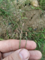 Eleocharis uniglumis