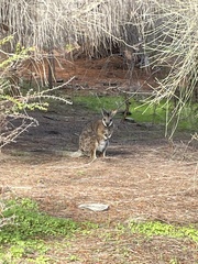 Notamacropus eugenii