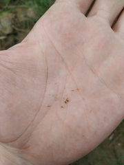 Eleocharis uniglumis