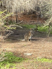 Notamacropus eugenii