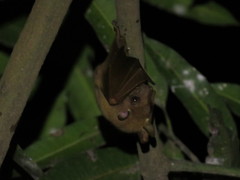 Epomophorus pusillus