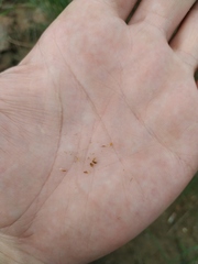 Eleocharis uniglumis