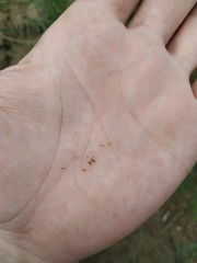 Eleocharis uniglumis