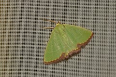 Eucrostes indigenata