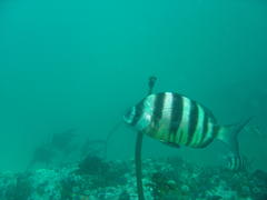 Diplodus hottentotus
