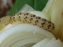 Neuranethes spodopterodes