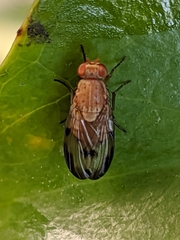 Minettia inusta