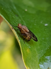 Minettia inusta