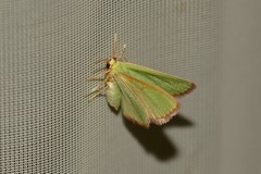 Eucrostes indigenata