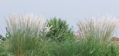 Calamagrostis × acutiflora