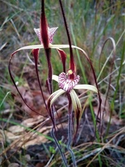 Caladenia chapmanii