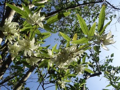 Arthroclianthus angustifolius