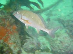 Chirodactylus brachydactylus