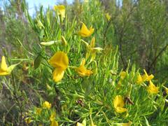 Lebeckia