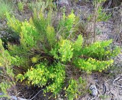 Lebeckia