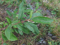 Salix pseudomedemii