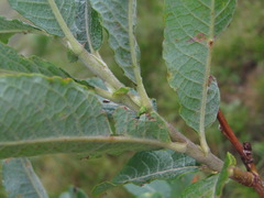 Salix pseudomedemii