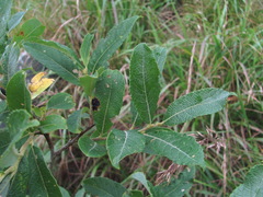 Salix pseudomedemii