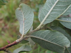 Salix pseudomedemii