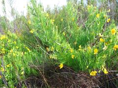 Lebeckia