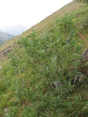 Salix pseudomedemii