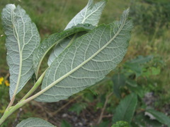 Salix pseudomedemii