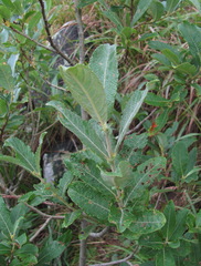 Salix pseudomedemii