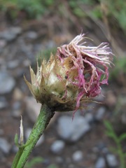 Psephellus caucasicus