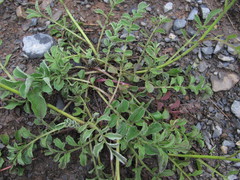 Psephellus caucasicus