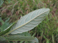Salix pseudomedemii