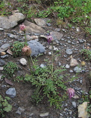 Psephellus caucasicus