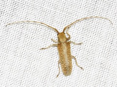 Stenidea alutacea