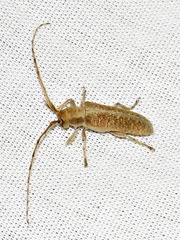 Stenidea alutacea