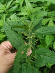 Urtica dioica