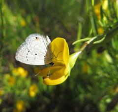 Eicochrysops messapus messapus
