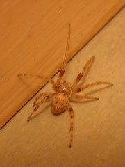 Araneae