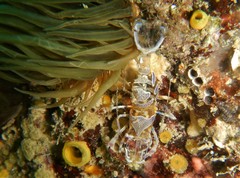 Periclimenes amethysteus