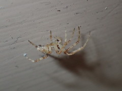 Araneae