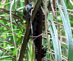 Boiga melanota
