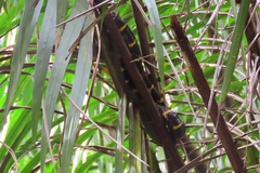 Boiga melanota