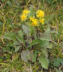Solidago dahurica