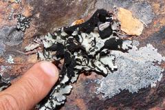 Xanthoparmelia hottentotta