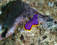 Pseudoceros ferrugineus