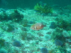 Chrysoblephus laticeps