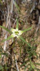 Euphorbia schiedeana