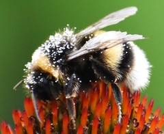 Bombus cryptarum