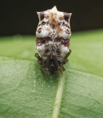 Phoroncidia septemaculeata