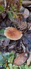 Rhodocollybia incarnata